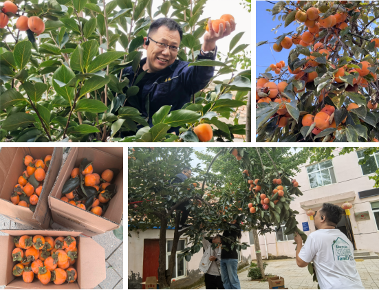 院角柿紅時(shí)  共享豐收甜